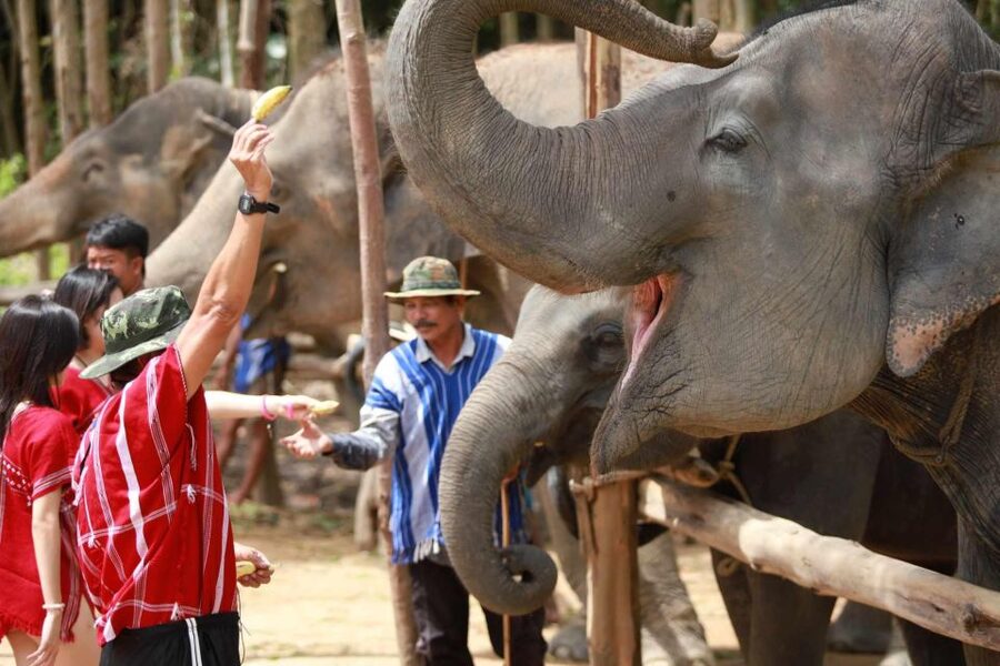 Phuket: Elephant Experience with Lunch or Dinner and Pickup - Hotel pickup, the van ride, and arrival