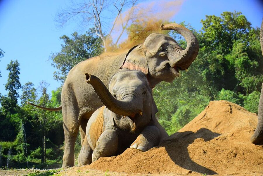 Phuket: Elephant Feeding Program - A short visit built around feeding