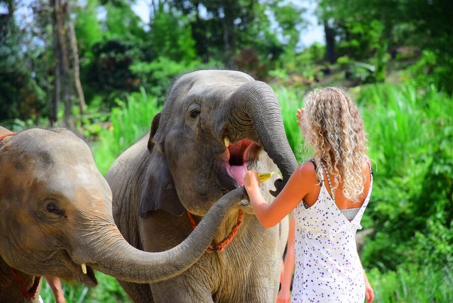 Phuket: Elephant Feeding Program - Feeding time and getting your photos