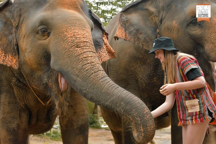 Phuket: Elephant Jungle Sanctuary Ethical Feeding Experience - The essentials at a glance