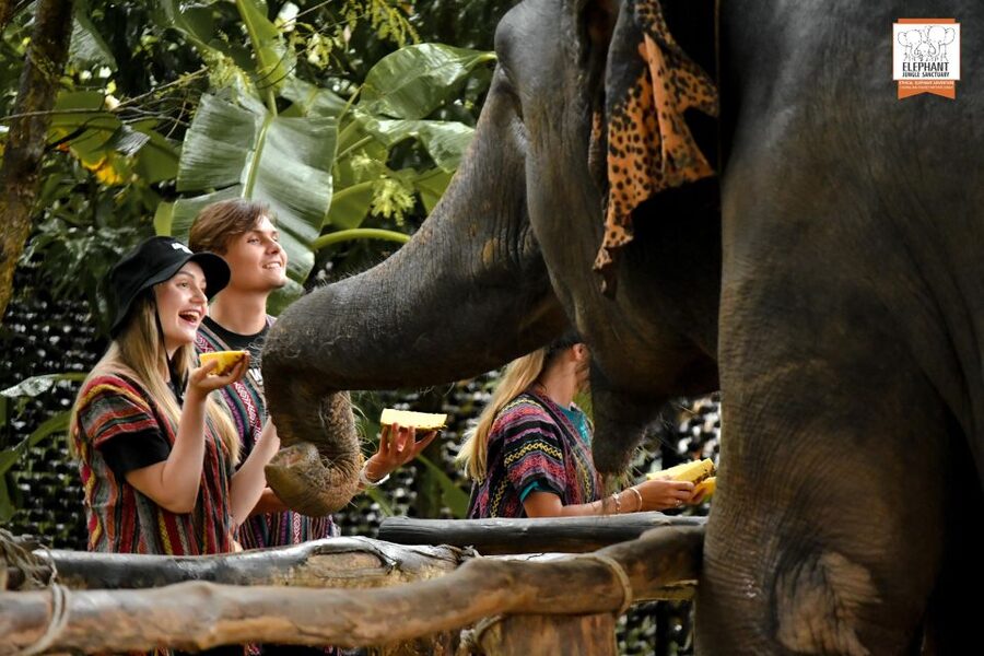 Phuket: Elephant Jungle Sanctuary Ethical Feeding Experience - Feeding time: close, simple, and memorable