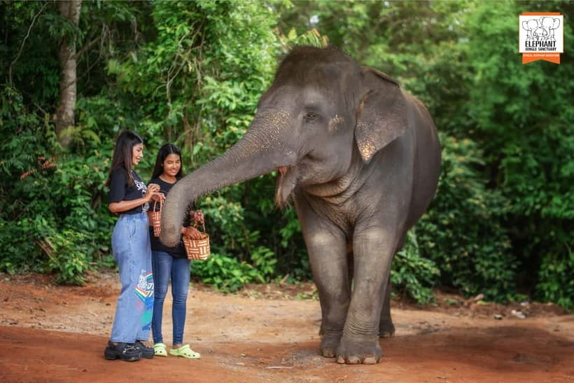 Phuket: Elephant Jungle Sanctuary Ethical Feeding Experience - What the sanctuary’s ethical approach means for you