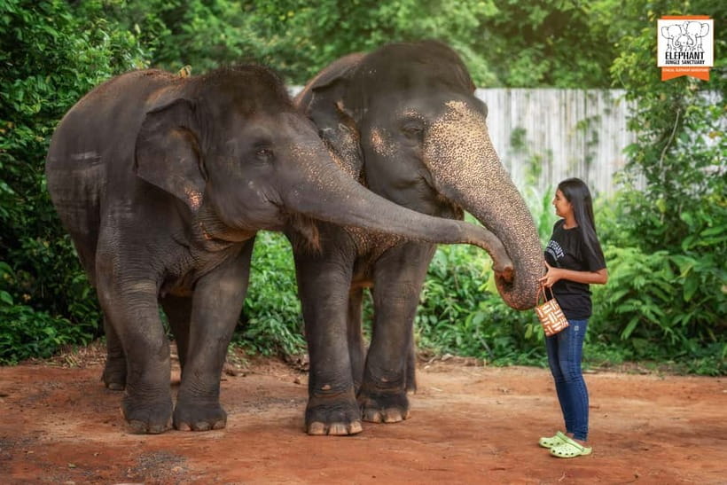 Phuket: Elephant Jungle Sanctuary Ethical Feeding Experience - Is $28 good value for an hour?