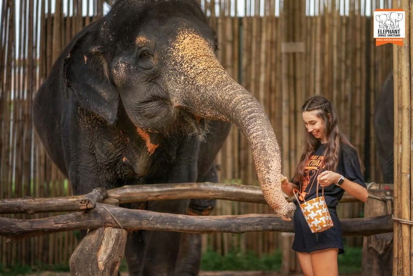 Phuket: Elephant Jungle Sanctuary Ethical Feeding Experience - Practical preparation for the feeding area