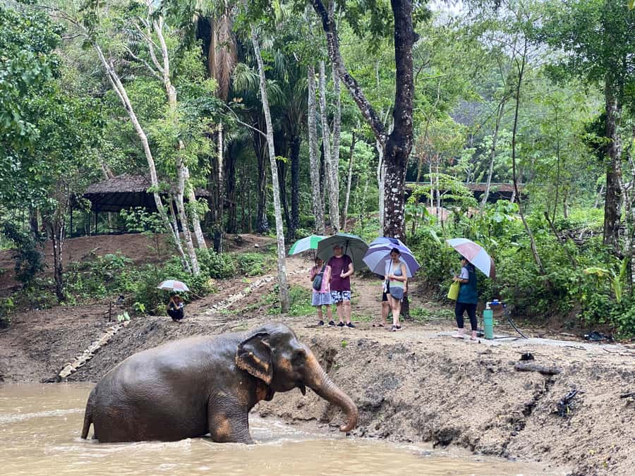 Phuket: Elephant Nature Reserve Entry Ticket and Guided Tour - Key points before you book