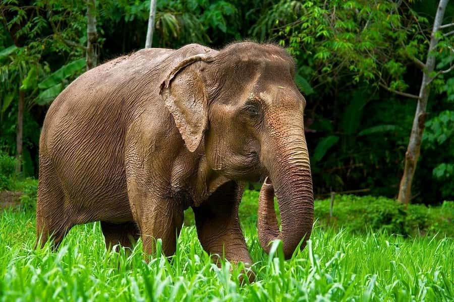 Phuket: Elephant Nature Reserve Entry Ticket and Guided Tour - An elephant encounter built around the animals
