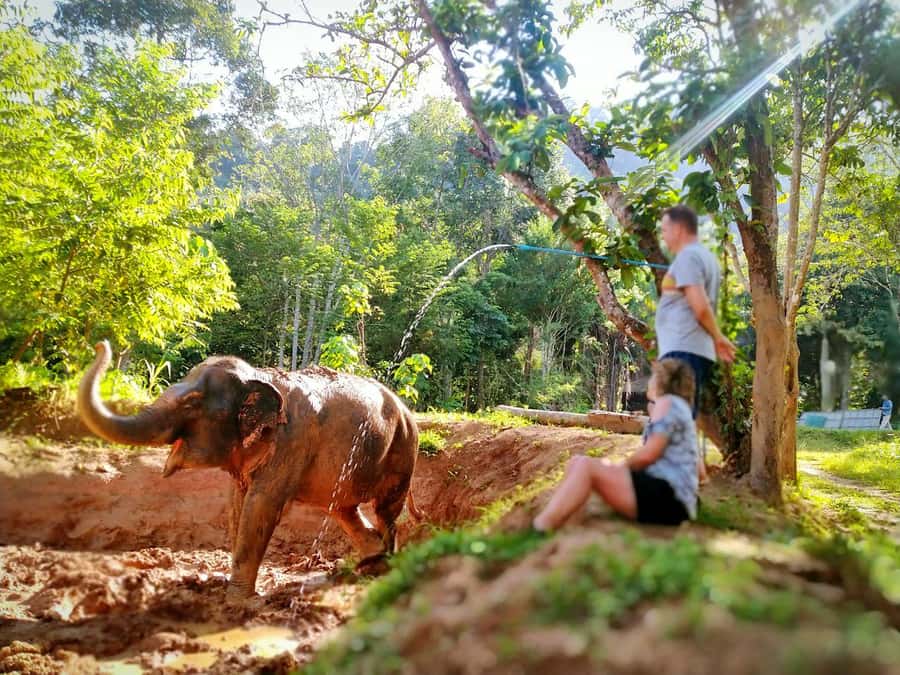 Phuket: Elephant Nature Reserve Entry Ticket and Guided Tour - Preparing food, then watching the elephants eat