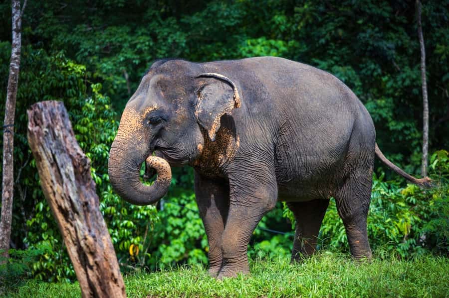 Phuket: Elephant Nature Reserve Entry Ticket and Guided Tour - Following the elephants through the reserve