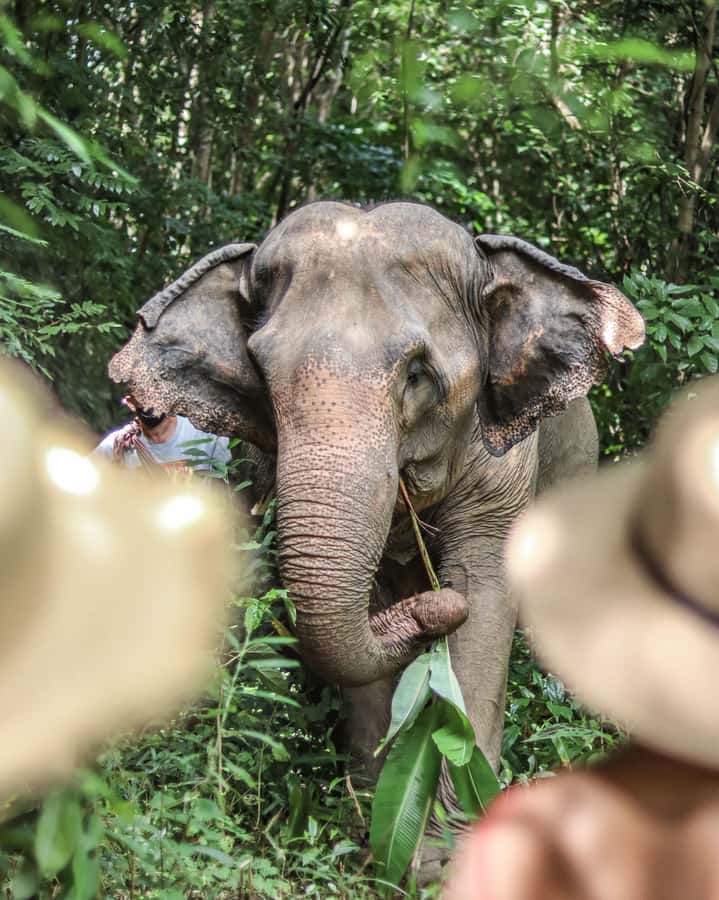Phuket: Elephant Nature Reserve Entry Ticket and Guided Tour - Why the guide matters