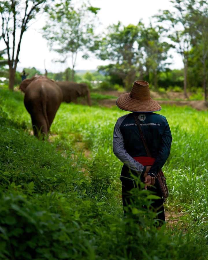 Phuket: Elephant Nature Reserve Entry Ticket and Guided Tour - What $37 buys you