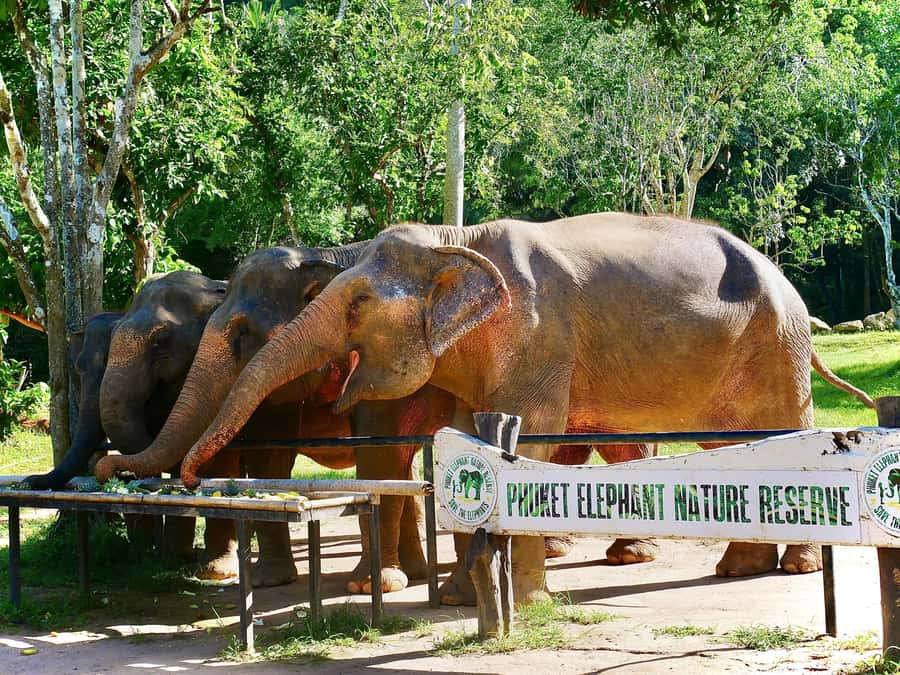 Phuket: Elephant Nature Reserve Entry Ticket and Guided Tour - Who will enjoy this visit most