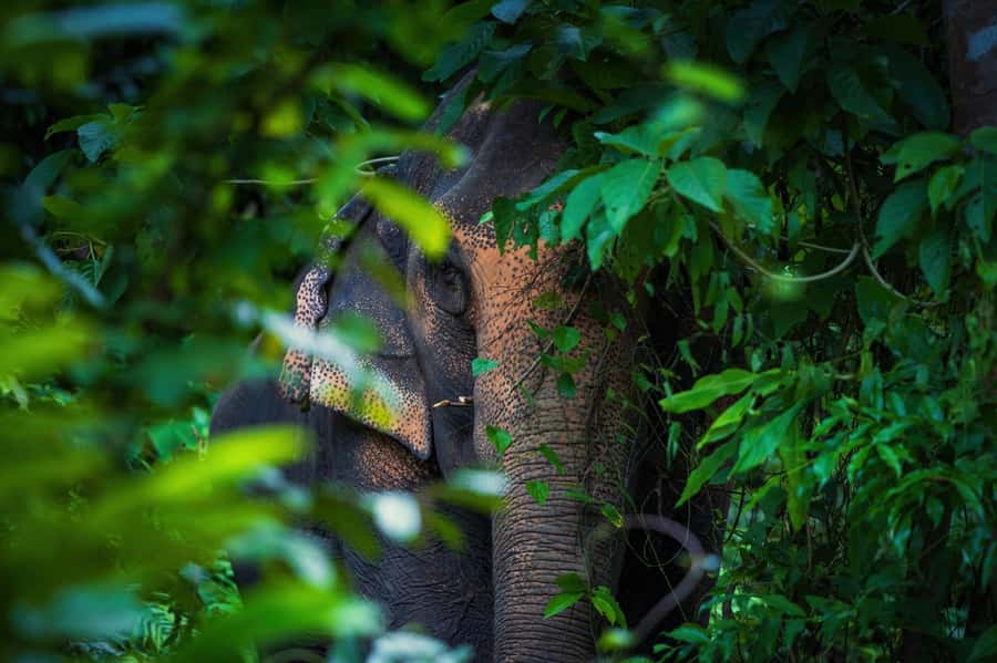 Phuket: Elephant Nature Reserve Entry Ticket and Guided Tour - Should you book Phuket Elephant Nature Reserve?