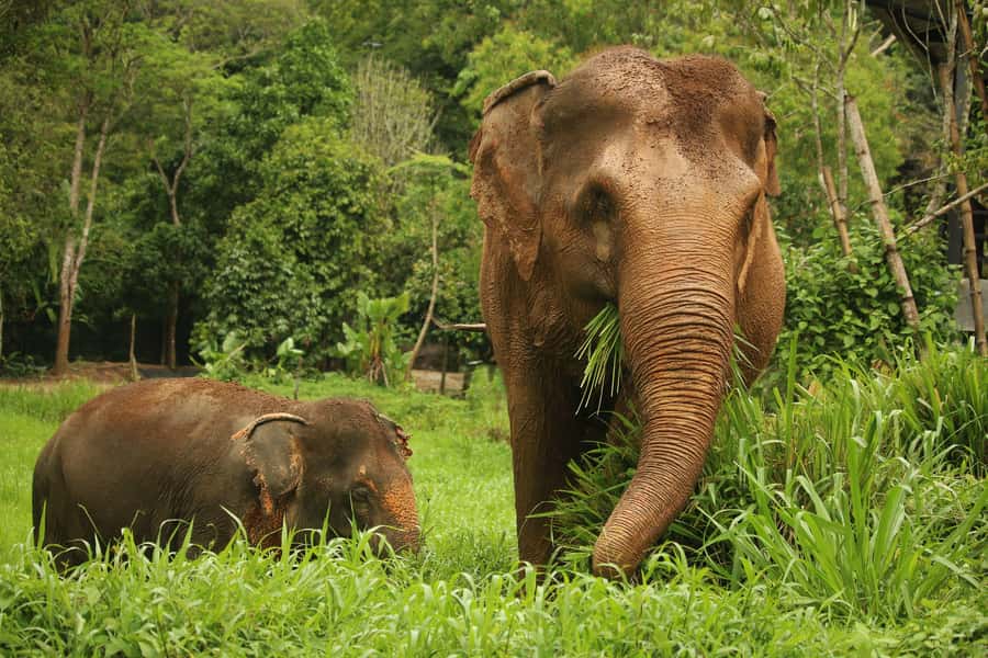 Phuket: Elephant Nature Reserve Entry Ticket and Guided Tour - Meeting beside Hug Me Cafe