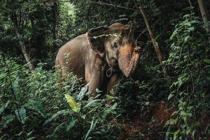 Phuket Elephant Nature Reserve Ethical Sanctuary - Making vitamin balls and preparing elephant food