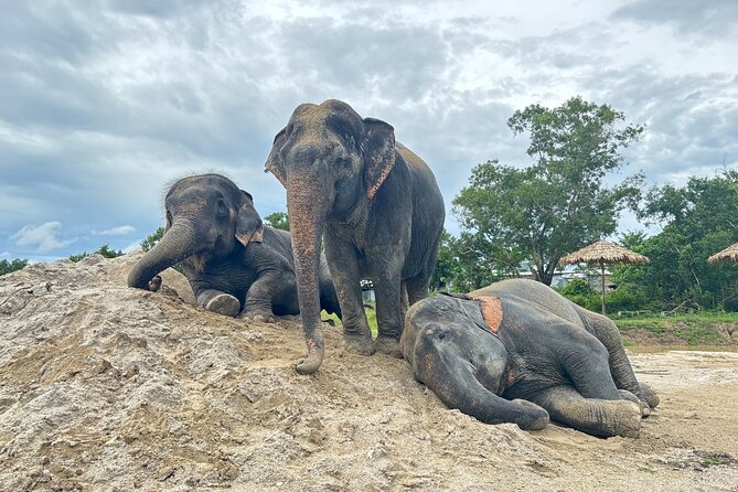 Phuket: Elephant Nature Walk - Guided Tour with Transport - Key points before you book