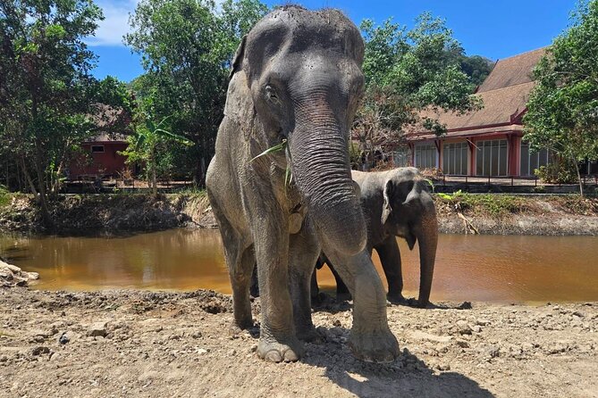 Phuket: Elephant Nature Walk - Guided Tour with Transport - Following the elephants’ routine