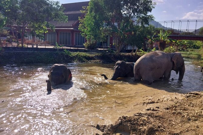 Phuket: Elephant Nature Walk - Guided Tour with Transport - Getting there and what to wear