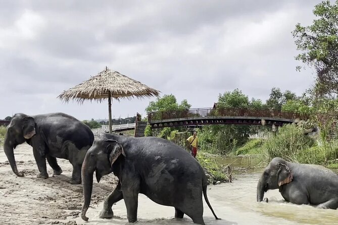 Phuket: Elephant Nature Walk - Guided Tour with Transport - Should you book the Elephant Nature Walk?