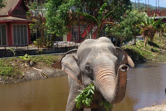 Phuket: Elephant Nature Walk - Guided Tour with Transport - A guide who connects names to stories