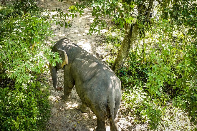 Phuket Elephant Sanctuary Canopy Walkway Tour - What the Canopy Walkway Lets You See