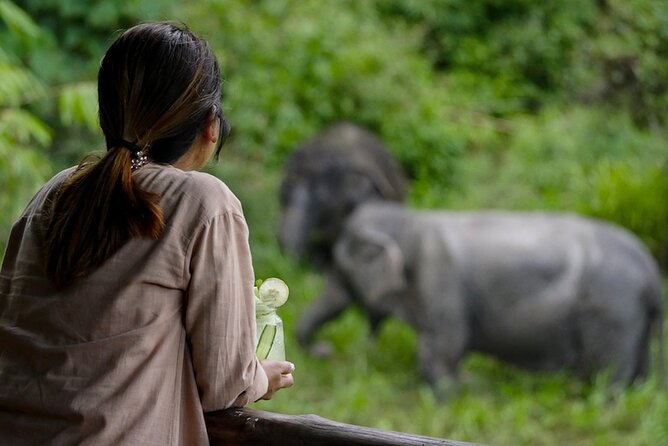 Phuket Elephant Sanctuary Canopy Walkway Tour - The Short Film Sets the Context
