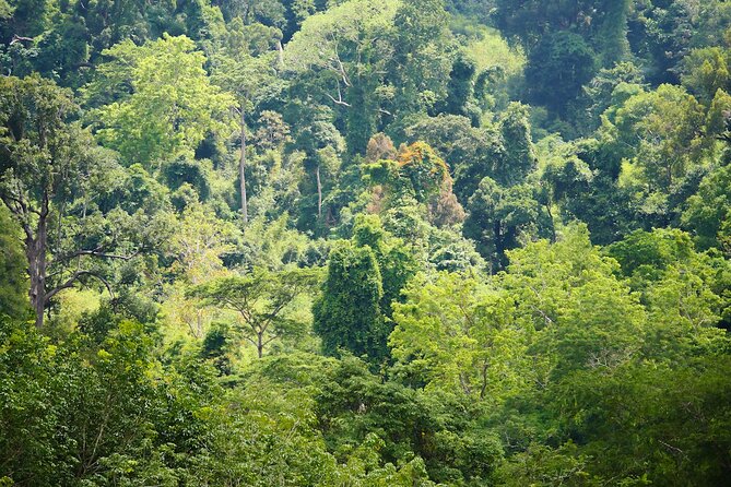 Phuket Elephant Sanctuary Canopy Walkway Tour - Hospitality Adds Comfort to the Visit