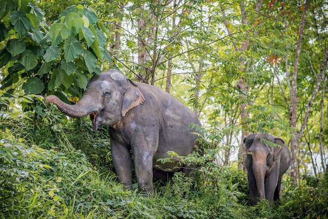 Phuket Elephant Sanctuary Canopy Walkway Tour - Feeding Is the Closest Encounter