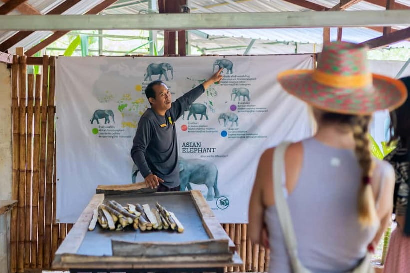 Phuket: Elephant Sanctuary Feed and Bathe Gentle Giants - Meeting the elephants by name