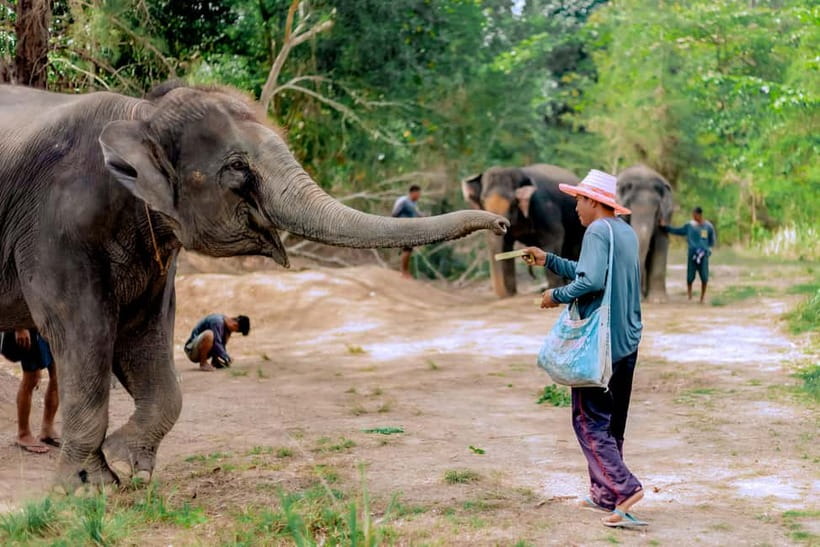 Phuket: Elephant Sanctuary Feed and Bathe Gentle Giants - Photographing the encounter