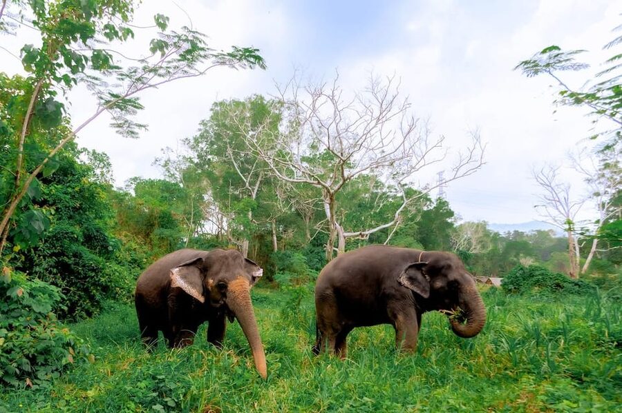 Phuket: Elephant Sanctuary Feed and Bathe Gentle Giants - What the $56 price covers