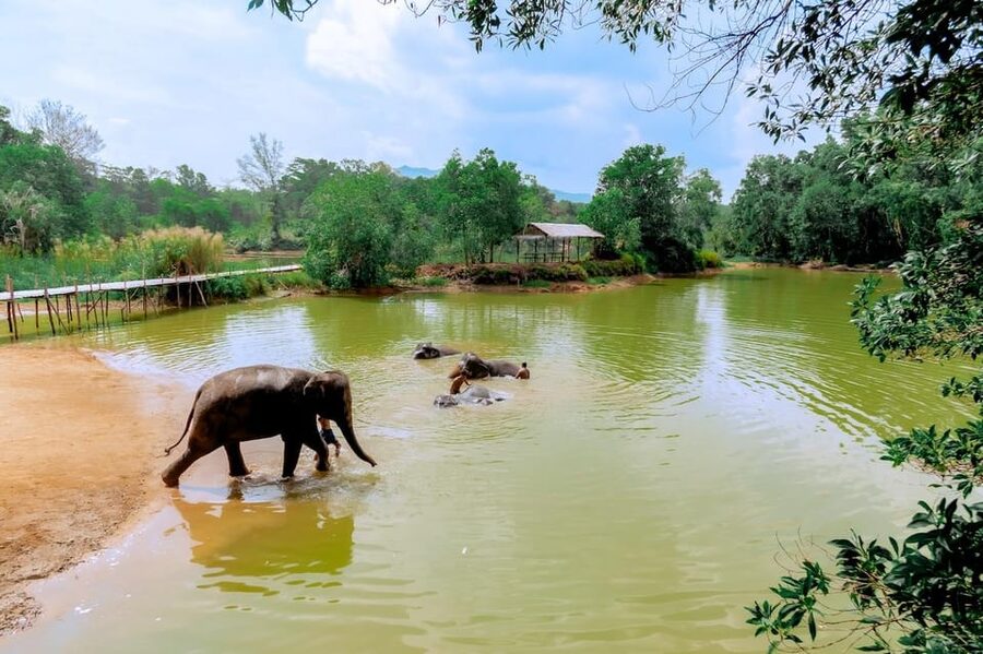 Phuket: Elephant Sanctuary Feed and Bathe Gentle Giants - Who will enjoy this visit most