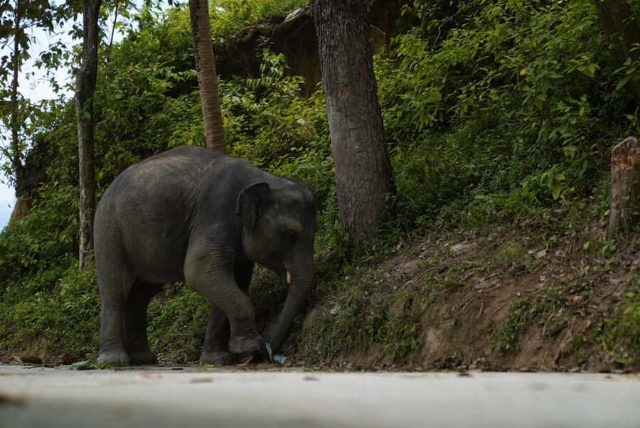 Phuket: Elephant Sanctuary Guided Tour with Hotel Transfers - FAQ