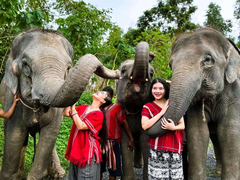 Phuket : Experience feeding and bathing elephants 1.5 Hrs. - The trip from Phuket and the pickup clock