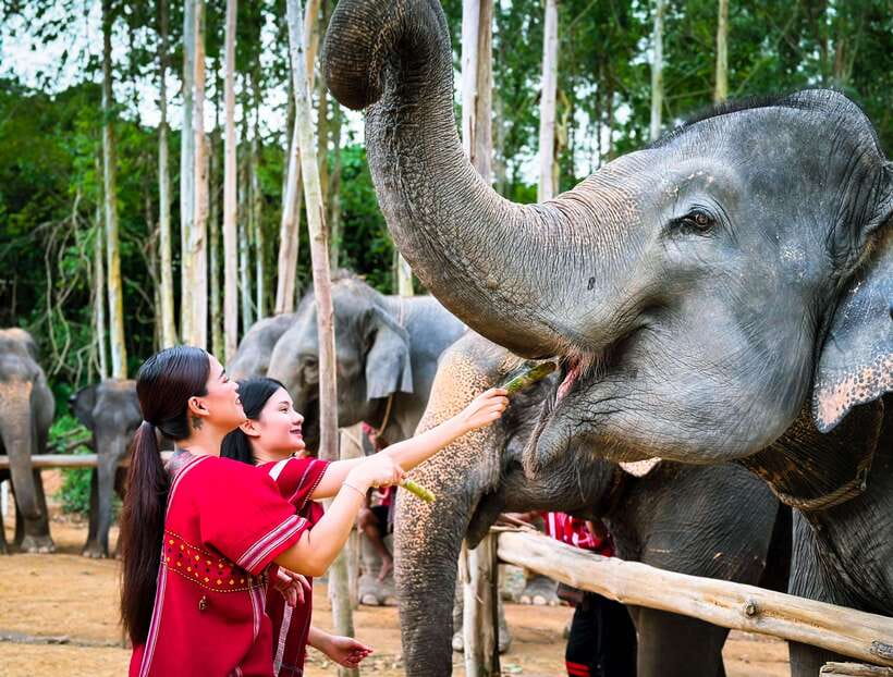 Phuket : Experience feeding and bathing elephants 1.5 Hrs. - Elephant welfare: what you can and cannot conclude