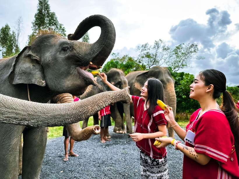 Phuket : Experience feeding and bathing elephants 1.5 Hrs. - Guides, explanations and the human side