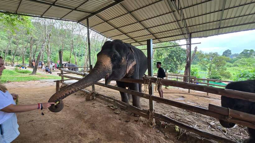 Phuket: Feeding Elephants at Phuket Elephant Care - From welcome refreshments to the first fruit