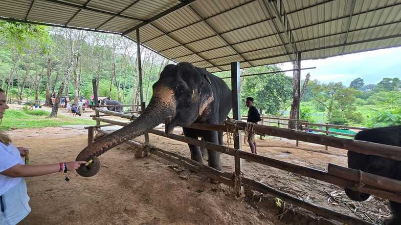 Phuket: Feeding Elephants at Phuket Elephant Care - Getting there, what to bring, and what to leave behind