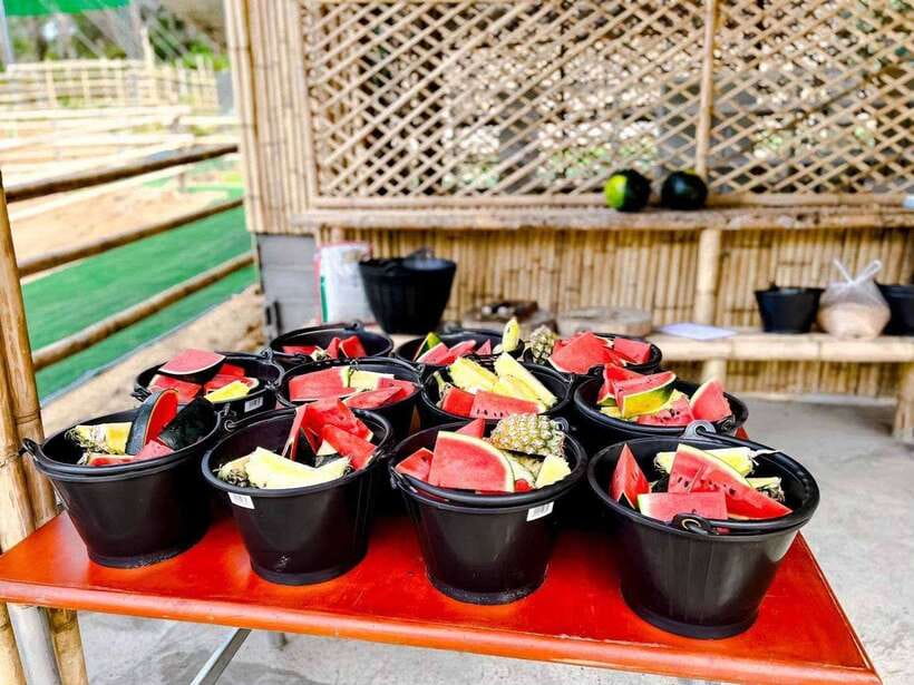 Phuket: Feeding Elephants at Phuket Elephant Care - Should you book Phuket Elephant Care?