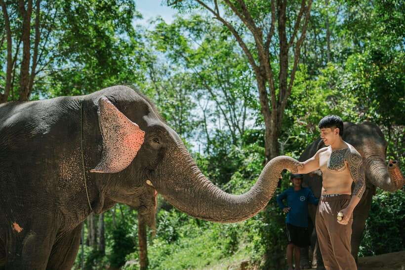 Phuket: Feeding Elephants at Phuket Elephant Care - FAQ