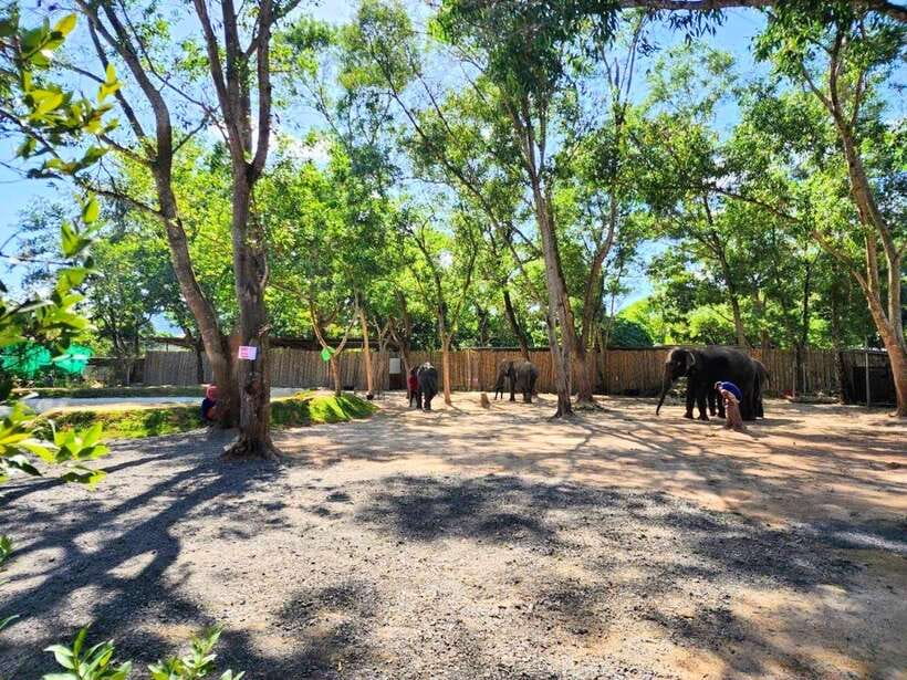 Phuket: Feeding Elephants at Phuket Elephant Care - Hand-feeding elephants, one piece at a time