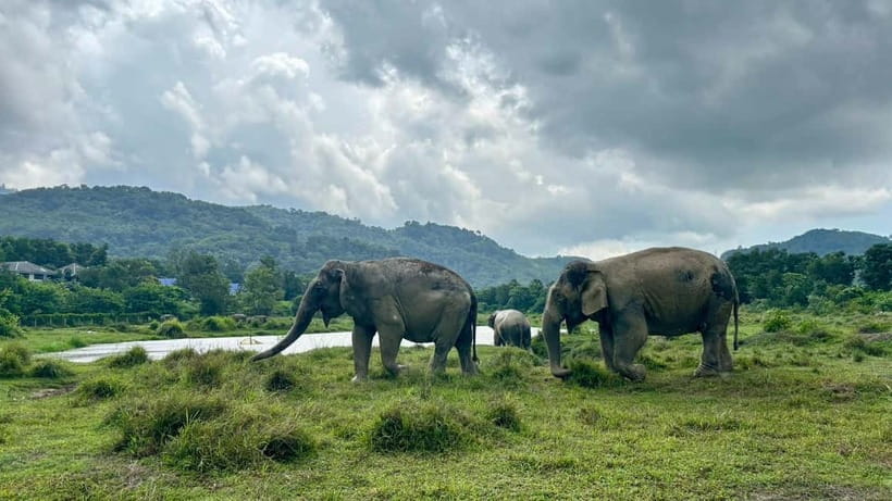 Phuket: Freedom Elephant Reserve - Ethereal Nature Walk - Following the mud, sand, and water routine