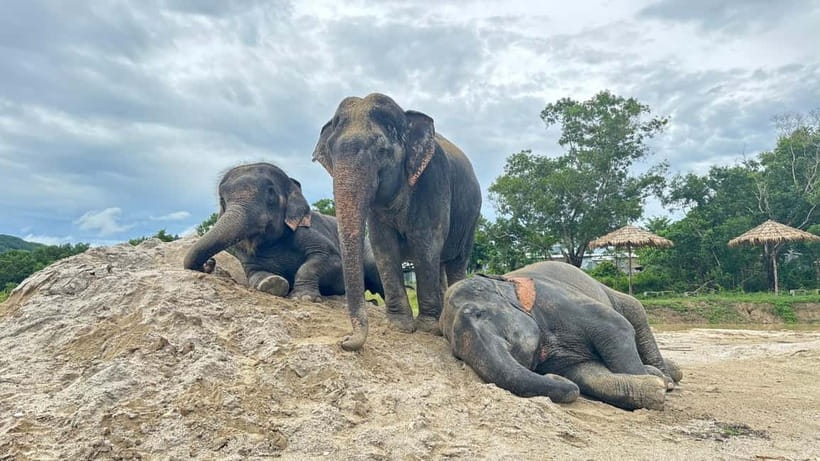 Phuket: Freedom Elephant Reserve - Ethereal Nature Walk - The drive from Phuket and how much time to allow