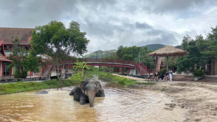 Phuket: Freedom Elephant Reserve - Ethereal Nature Walk - What to bring and who will enjoy it
