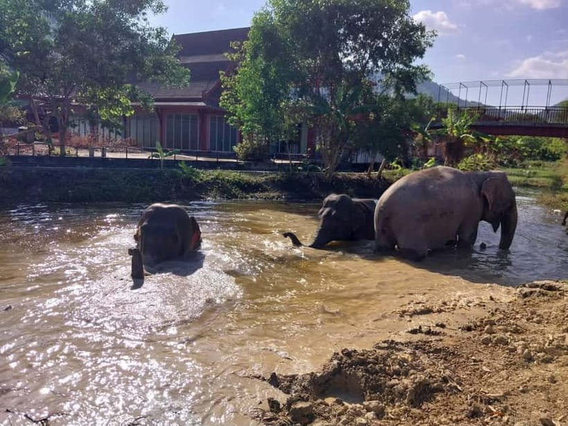 Phuket: Freedom Elephant Reserve - Ethereal Nature Walk - Should you book this elephant walk?