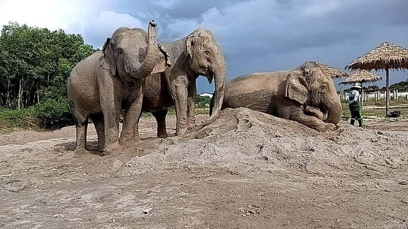 Phuket: Freedom Elephant Reserve - Ethereal Nature Walk - FAQ