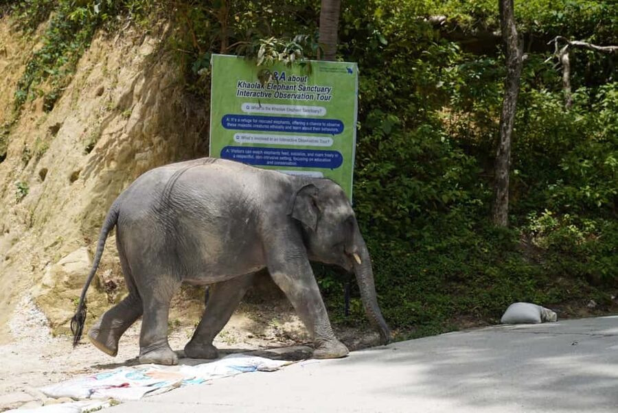 Phuket: Guide Tour to Patong Elephant Sanctuary - At a glance