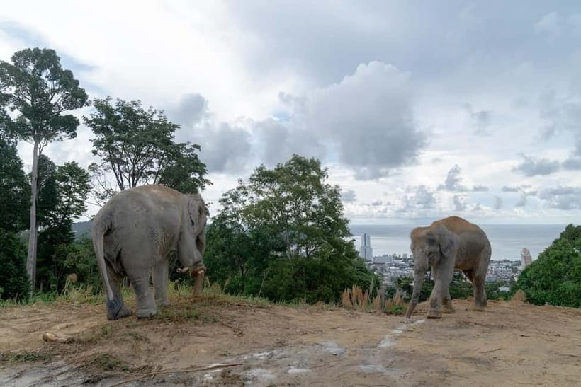 Phuket: Guide Tour to Patong Elephant Sanctuary - FAQ