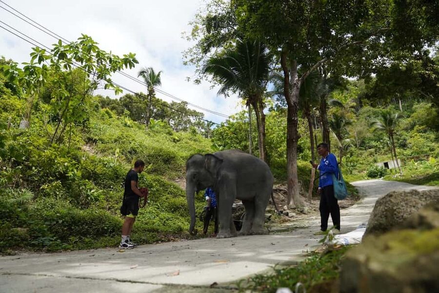 Phuket: Guided Tour to Elephant Sanctuary & Hotel Transfer - Who will get the most from this visit