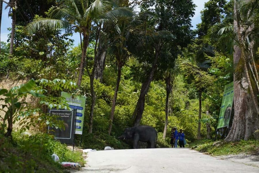 Phuket: Guided Tour to Elephant Sanctuary & Hotel Transfer - Should you book this Phuket elephant visit?