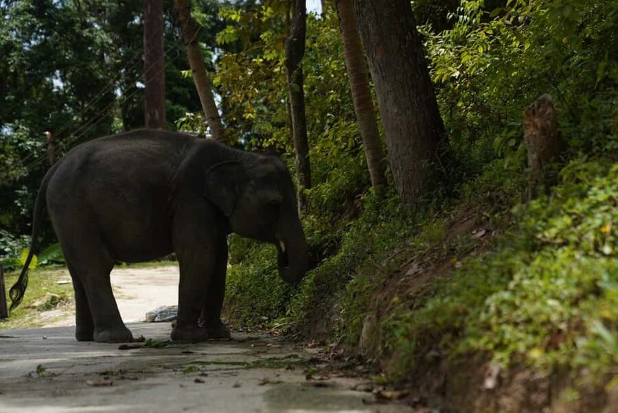 Phuket : Guided Tour to Elephant Sanctuary with Transfers - FAQ